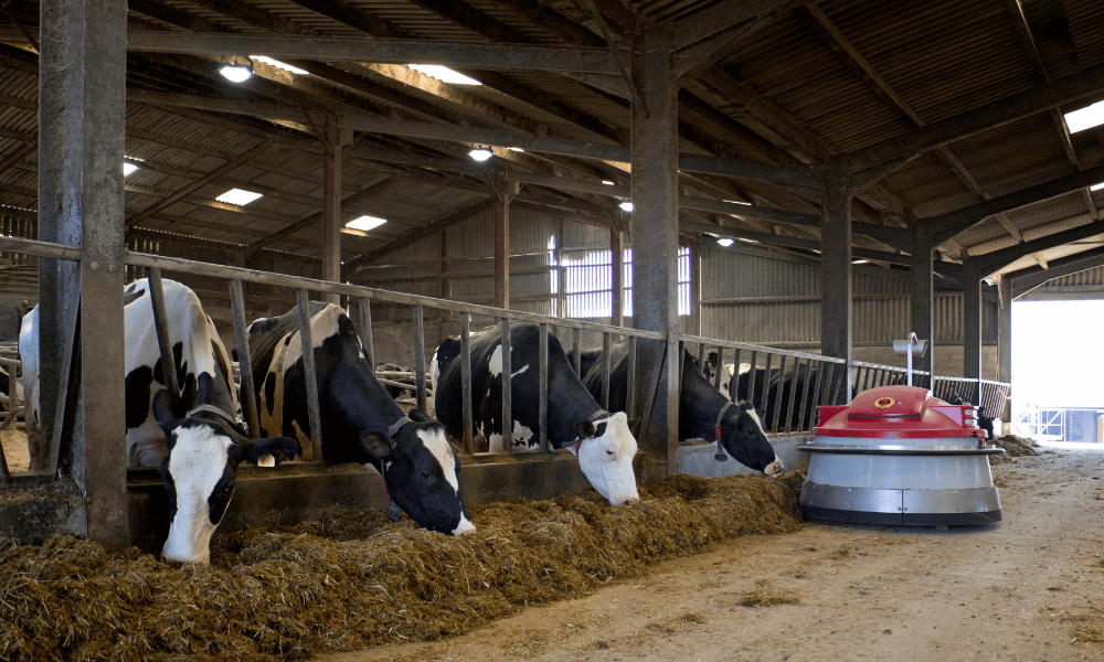 Dairy cows eating silage from a feed barrier